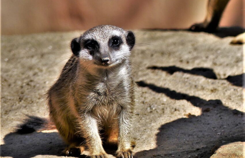 Tipps zum Fotografieren im Zoo
