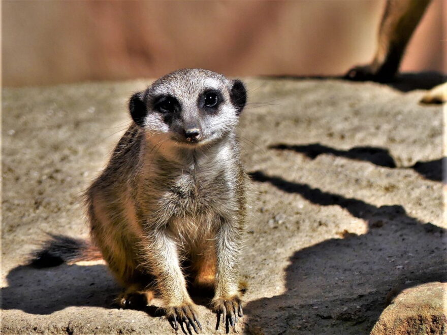 Tipps zum Fotografieren im Zoo