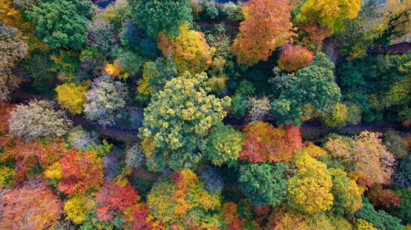 Baumfotos herbstlich gefärbte Bäume von oben