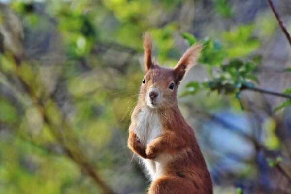 Eichhörnchen auf Augenhöhe fotografiert