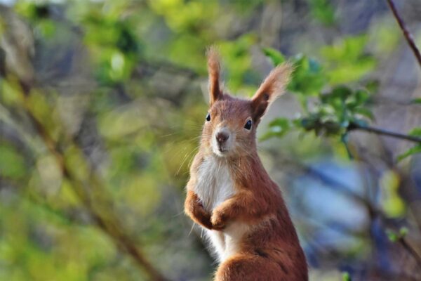 Licht und Wetterbedingungen gezielt nutzen Eichhörnchen auf Augenhöhe fotografiert
