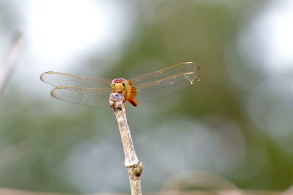 Libelle vor einfachem Hintergrund