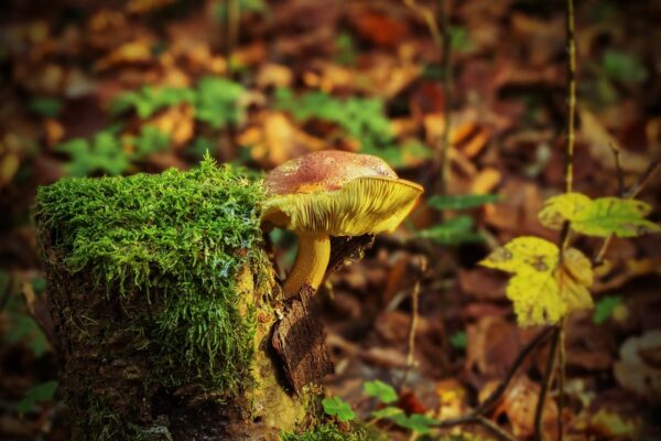 Pilz am Baumstumpf fotografiert