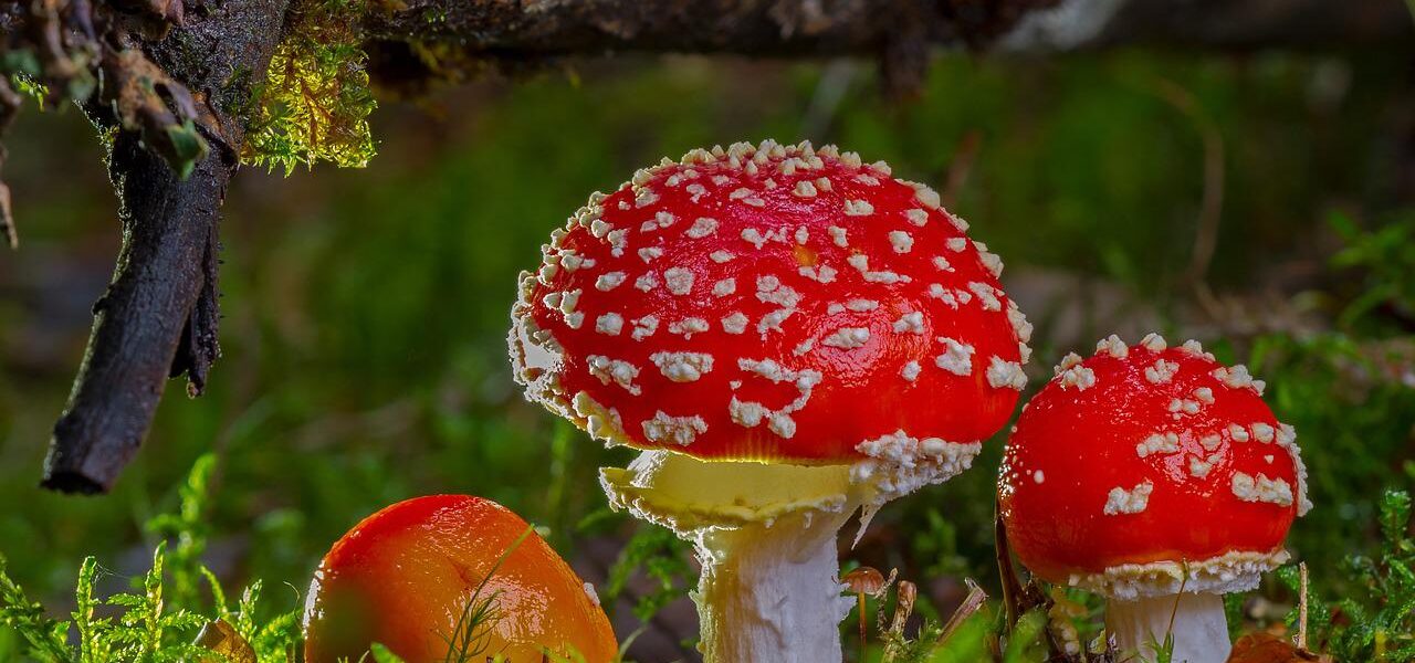 Fliegenpilz Pilze fotografieren