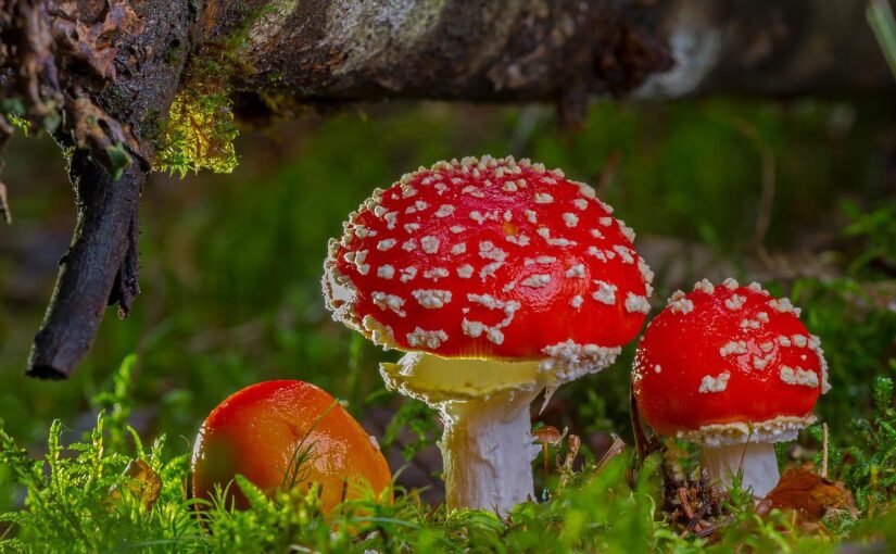 Pilze fotografieren: Ausrüstung, Einstellungen und Profi-Tipps