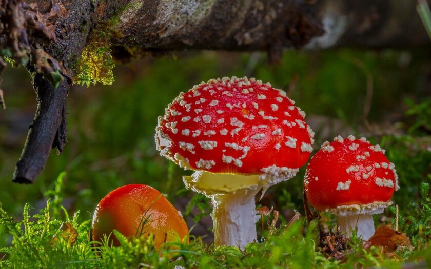 Fliegenpilz Pilze fotografieren