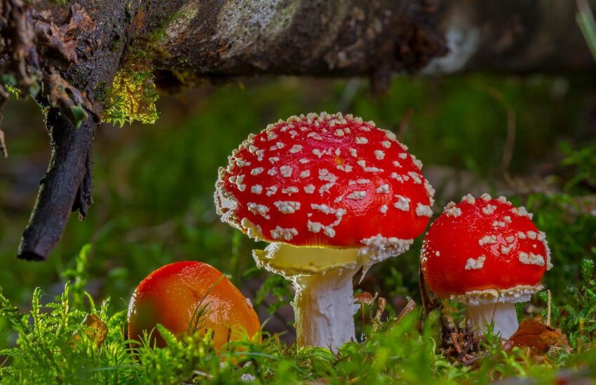 Fliegenpilz Pilze fotografieren