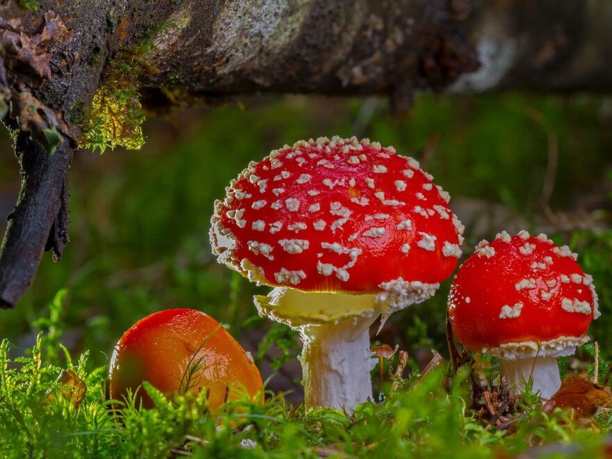 Fliegenpilz Pilze fotografieren