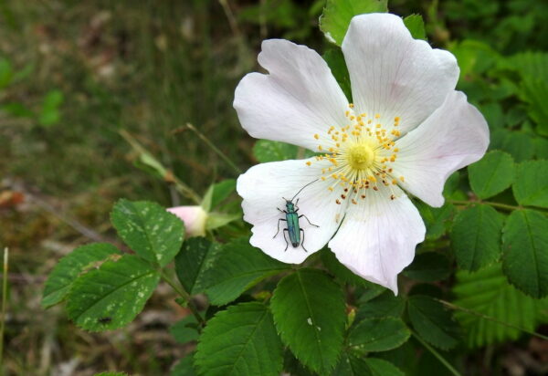 Käfer auf Blüte