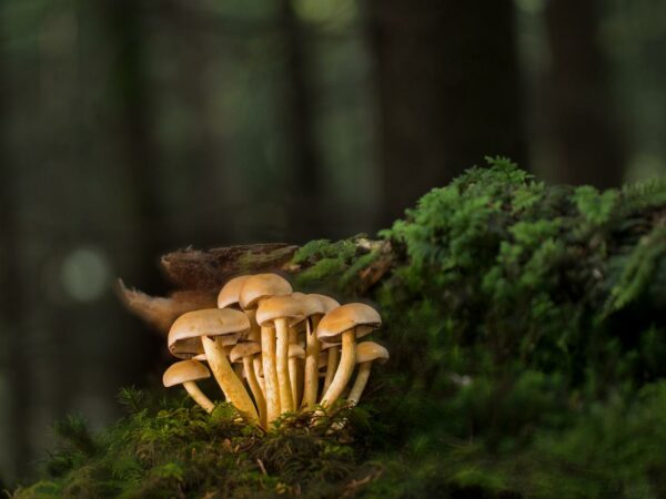 Pilze fotografieren Kameraeinstellungen