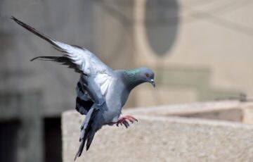 Vögel im Flug fotografieren wie diese Taube