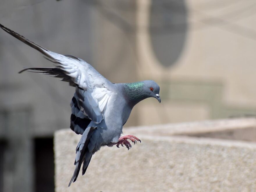 Vögel im Flug fotografieren wie diese Taube