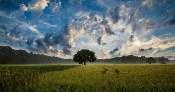 Wolken fotografieren in der Natur – stimmungsvolle Szene mit Baum und Feld Dramatischer Himmel mit Wolken über einem einsamen Baum auf einem Feld – perfektes Beispiel zum Wolken fotografieren mit Landschaft
