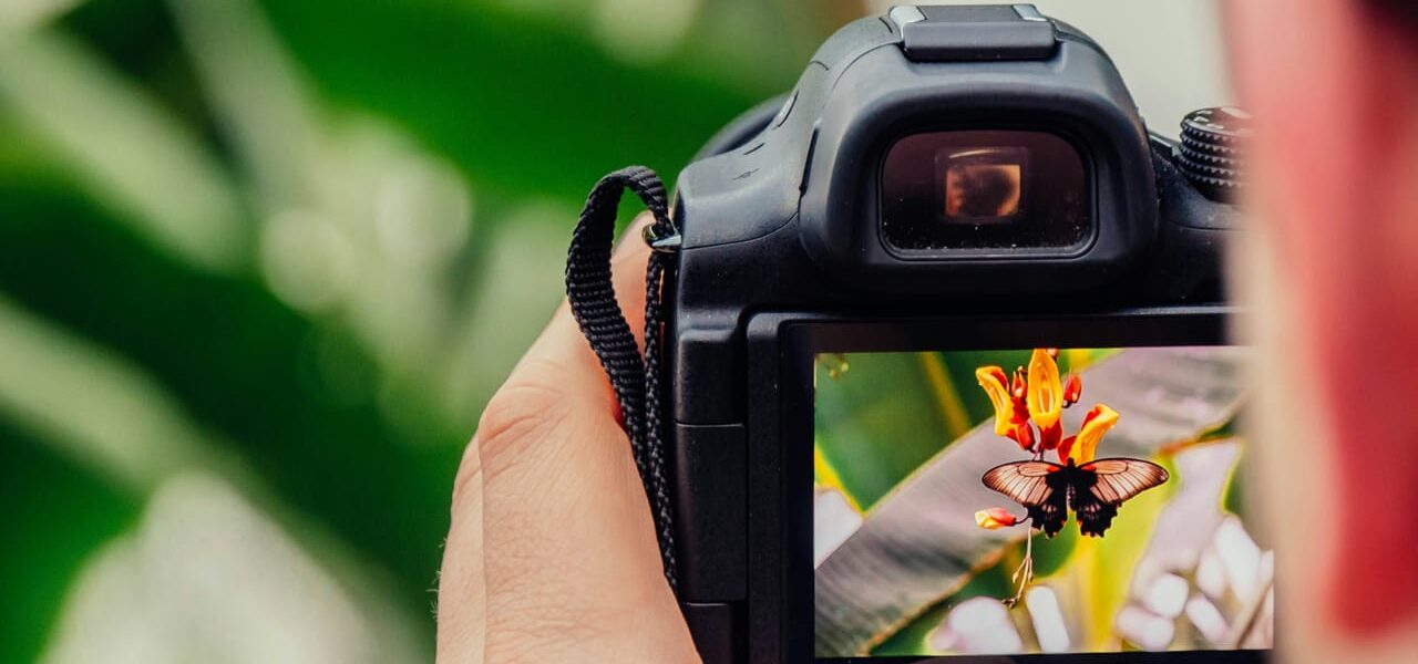 Nahaufnahme einer Kamera, die im Automatikmodus einen Schmetterling auf einer Blüte fotografiert – Fokus auf Motiv, nicht auf Technik