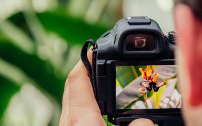 Nahaufnahme einer Kamera, die im Automatikmodus einen Schmetterling auf einer Blüte fotografiert – Fokus auf Motiv, nicht auf Technik