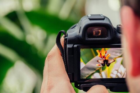 Nahaufnahme einer Kamera, die im Automatikmodus einen Schmetterling auf einer Blüte fotografiert – Fokus auf Motiv, nicht auf Technik