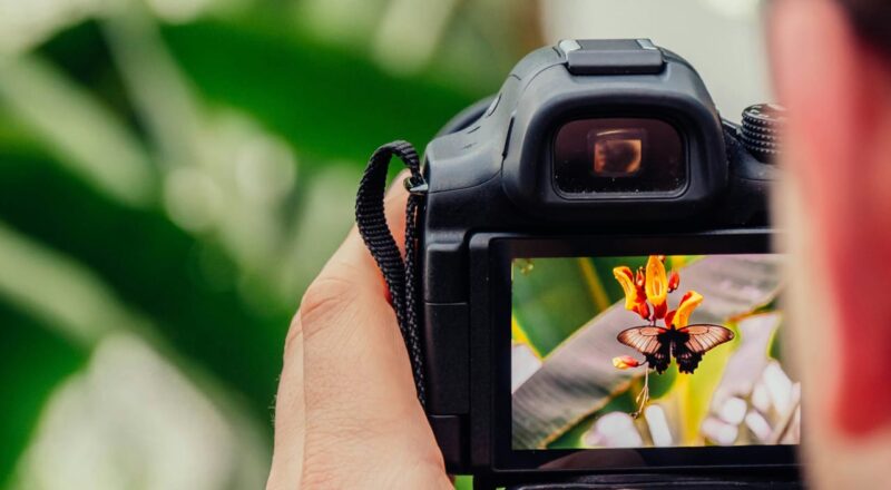 Nahaufnahme einer Kamera, die im Automatikmodus einen Schmetterling auf einer Blüte fotografiert – Fokus auf Motiv, nicht auf Technik