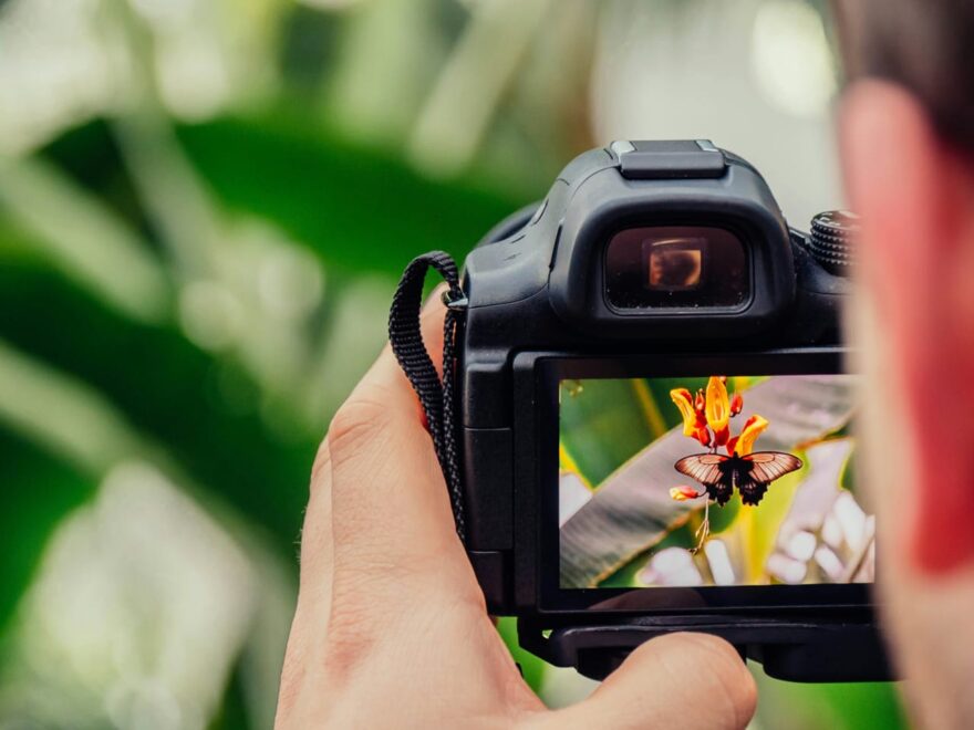 Nahaufnahme einer Kamera, die im Automatikmodus einen Schmetterling auf einer Blüte fotografiert – Fokus auf Motiv, nicht auf Technik