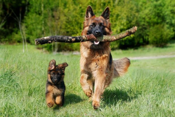 Hund müde machen vor der Hundefotografie