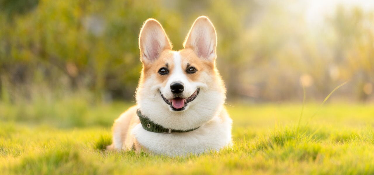 das richtige Licht zum Hunde fotografieren