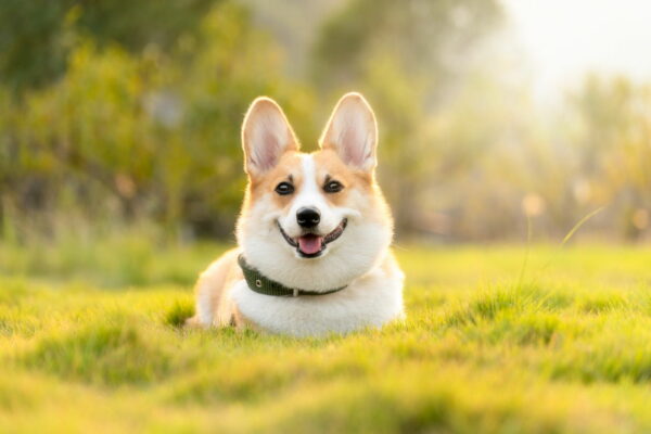 das richtige Licht zum Hunde fotografieren