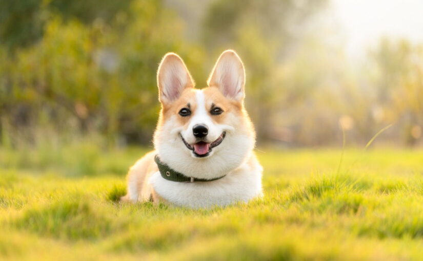 Hunde fotografieren: So gelingen dir natürliche und ausdrucksstarke Hundefotos