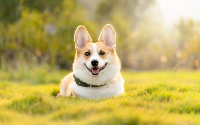das richtige Licht zum Hunde fotografieren