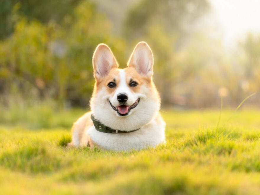 hunde fotografieren hundefotografie bild 2 das richtige Licht zum Hunde fotografieren