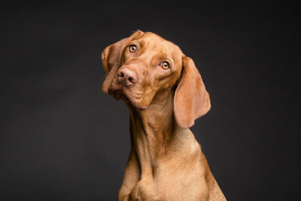 ausreichend Kontrast beim Fotoshooting mit Hunden