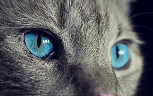 Augen der Katze in den Fokus stellen