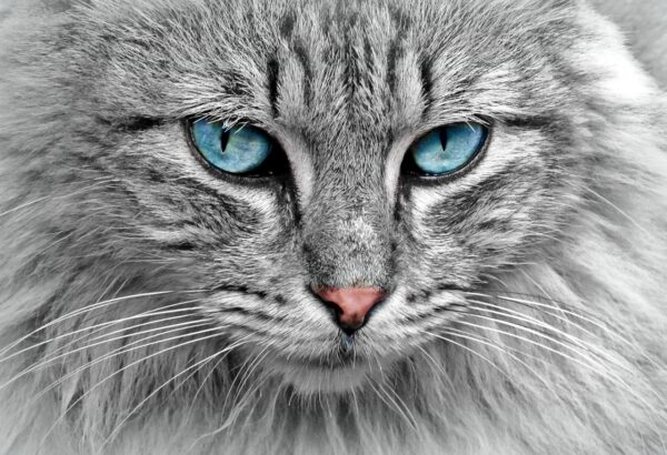Katze Porträt Katze direkt in die Linse blicken lassen