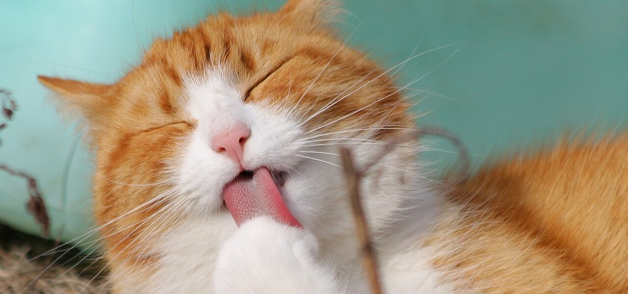 Katzenfotografie: Tipps zum Katzen fotografieren