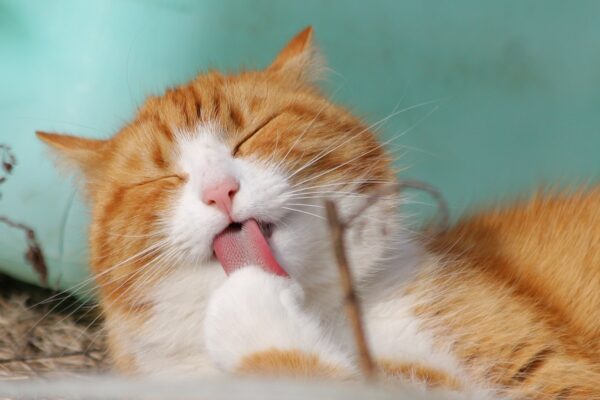 Katzenfotografie: Tipps zum Katzen fotografieren