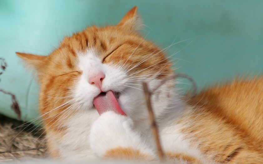 Katzenfotografie: Tipps zum Katzen fotografieren