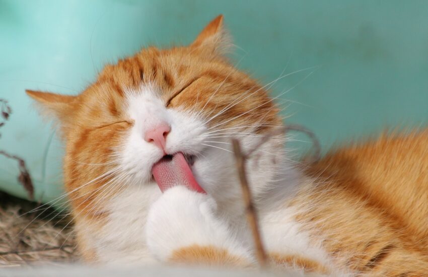 Katzenfotografie: Tipps zum Katzen fotografieren