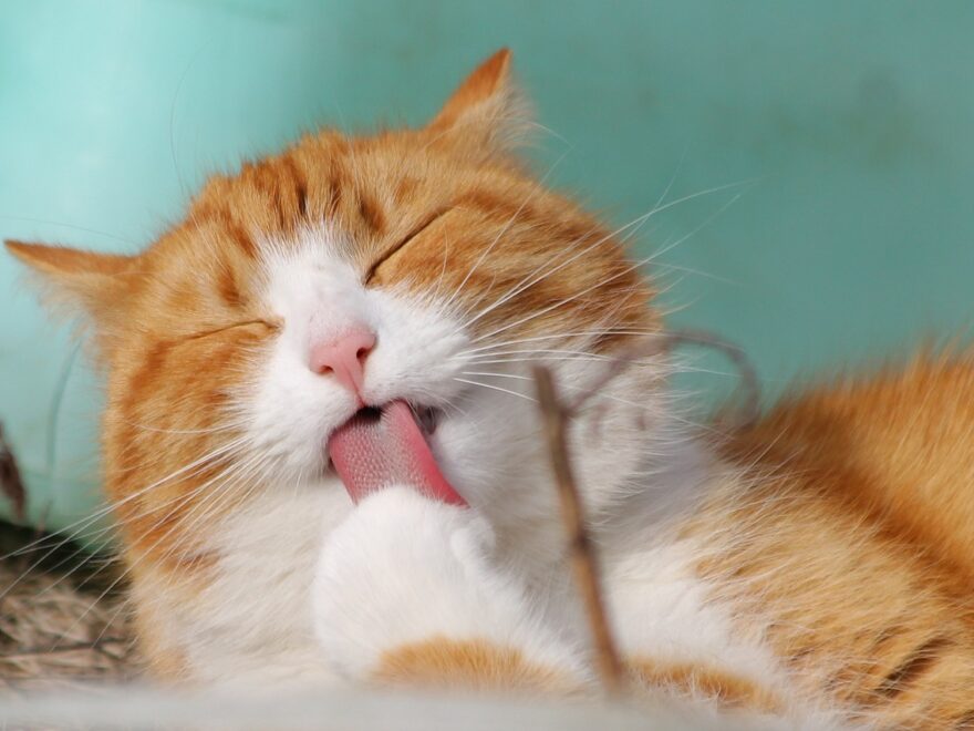 Katzenfotografie: Tipps zum Katzen fotografieren