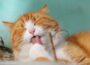 Katzenfotografie: Tipps zum Katzen fotografieren