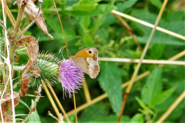 Schmetterling im Automatikmodus schöne Fotos ohne Fummelei