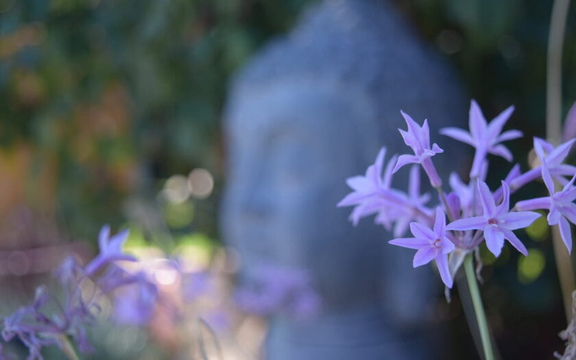 Beispielbild Schärfentiefe