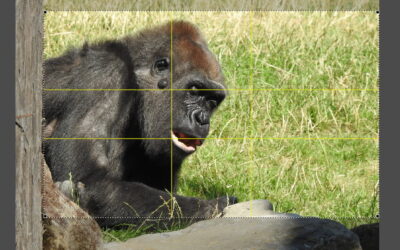 Bildgestaltung in der Fotografie mit dem Goldenen Schnitt