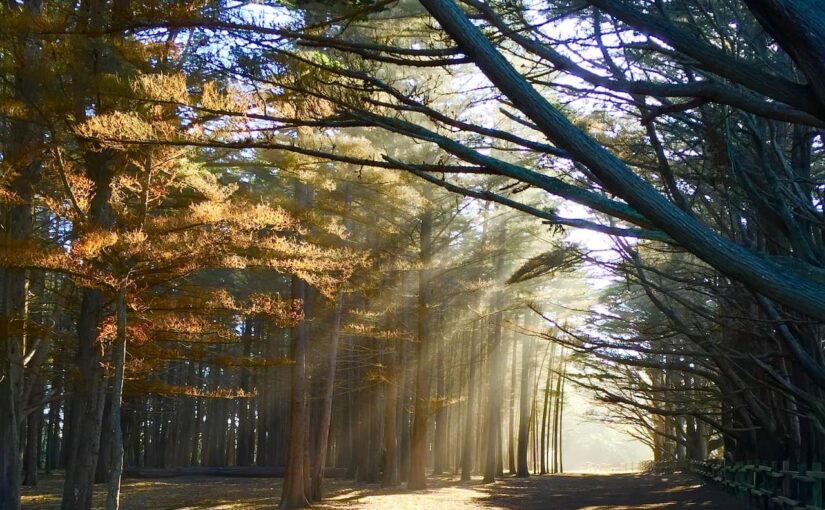 Waldfotografie für Anfänger: So gelingen dir beeindruckende Naturaufnahmen