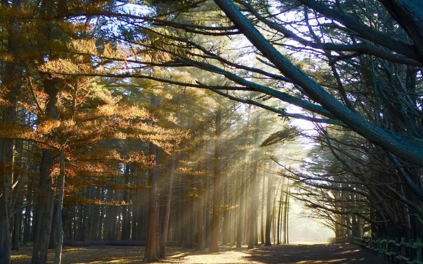 Licht und Schatten in der Wald Fotografie