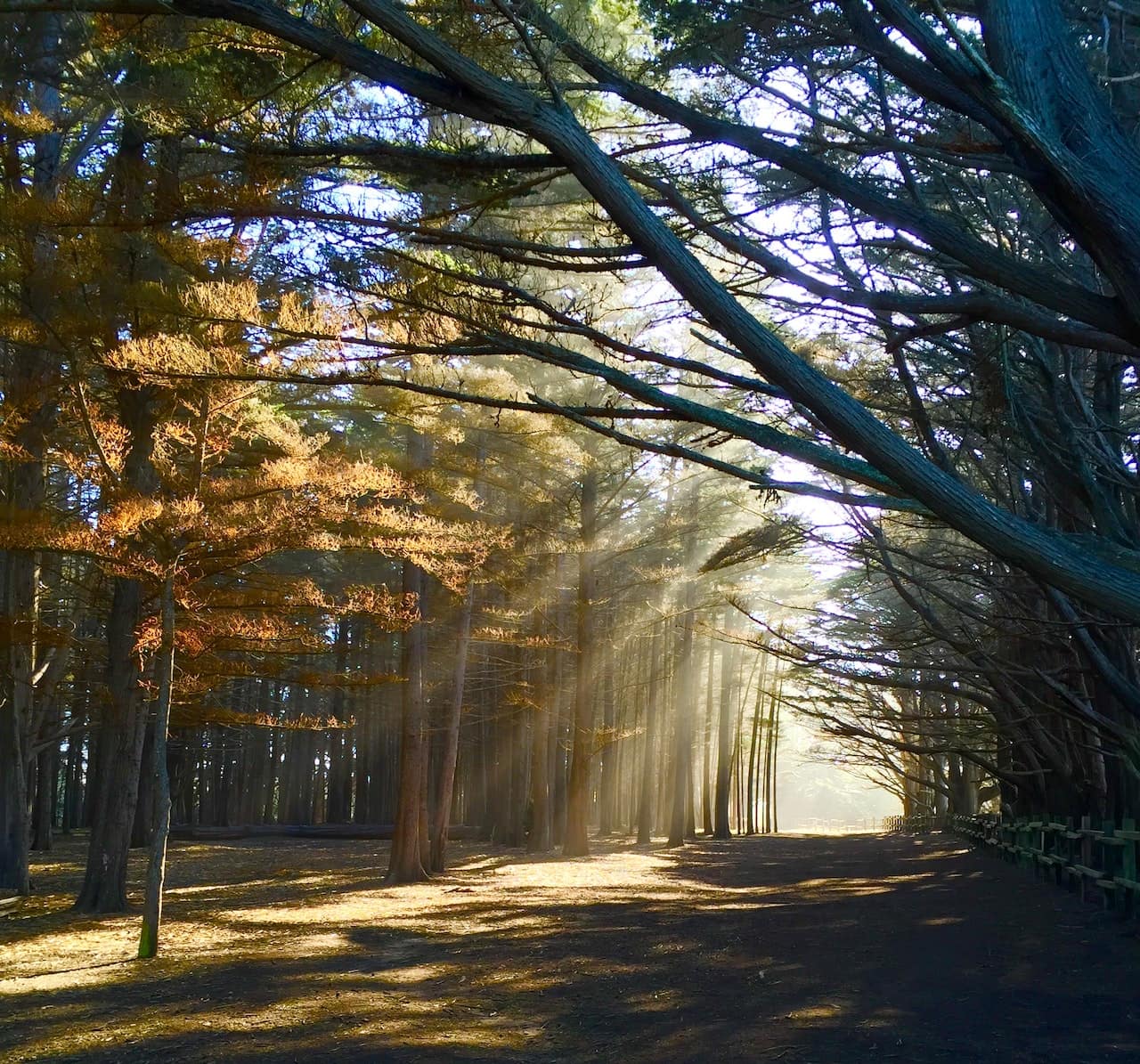 Licht und Schatten in der Wald Fotografie