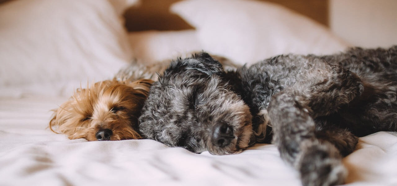 Haustiere fotografieren: Zwei entspannte Hunde liegen ruhig nebeneinander und vermitteln Vertrauen