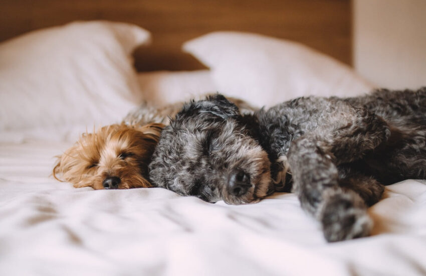 Haustiere fotografieren: Zwei entspannte Hunde liegen ruhig nebeneinander und vermitteln Vertrauen