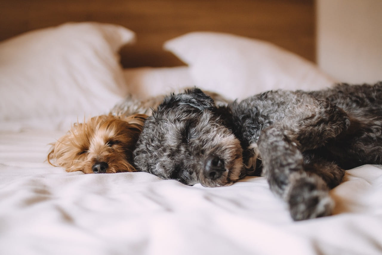 Haustiere fotografieren: Zwei entspannte Hunde liegen ruhig nebeneinander und vermitteln Vertrauen