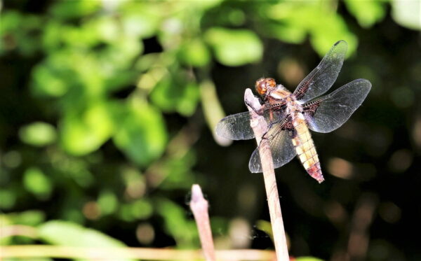 Libelle mit der Canon 200D mit 24 Megapixel fotografiert