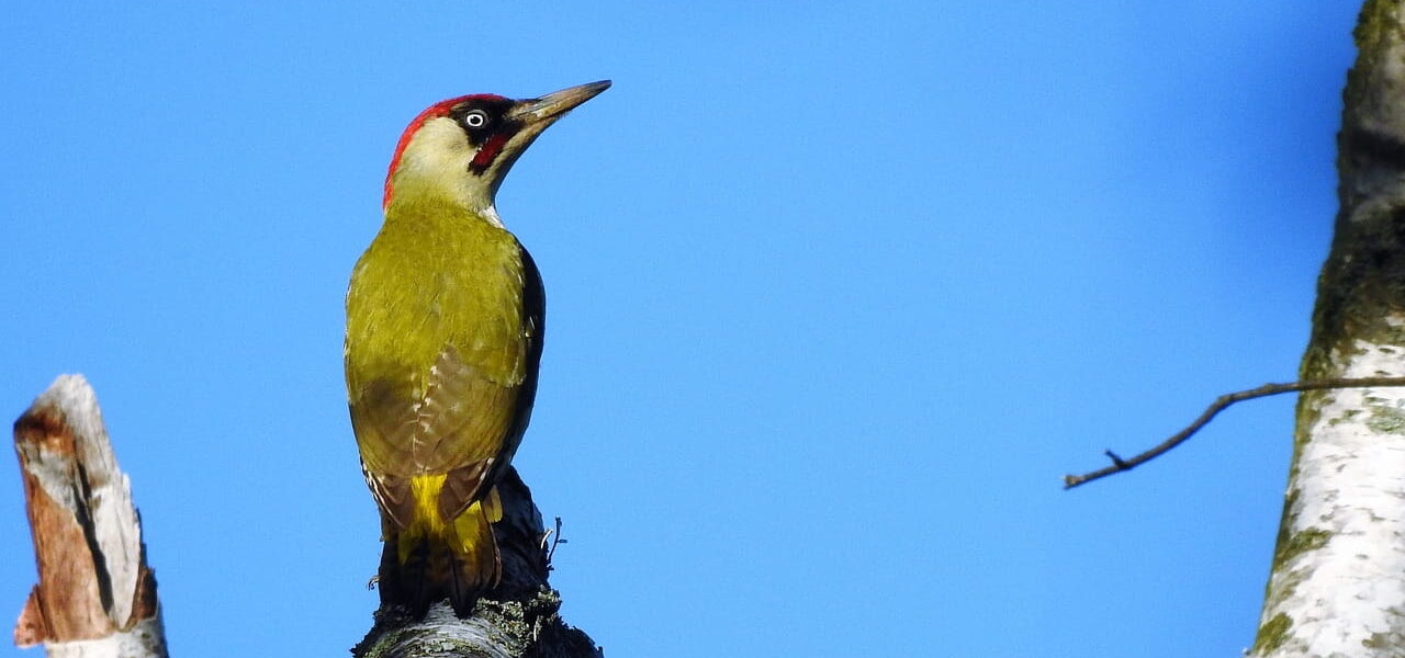 Grünspecht fotografieren im Baum sitzend