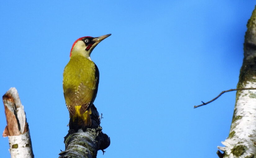 Vogelfotografie: Der Grünspecht