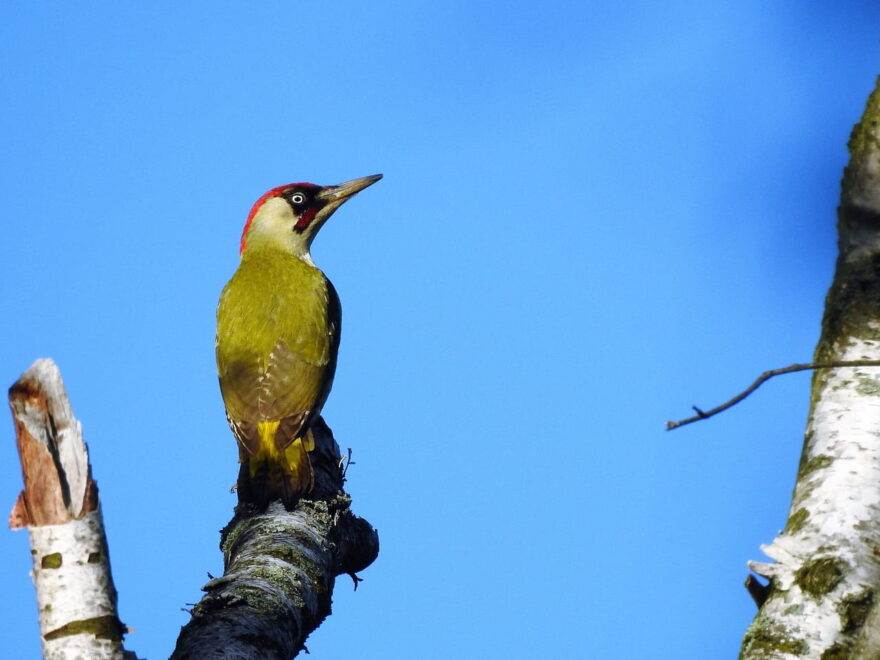 Grünspecht fotografieren im Baum sitzend
